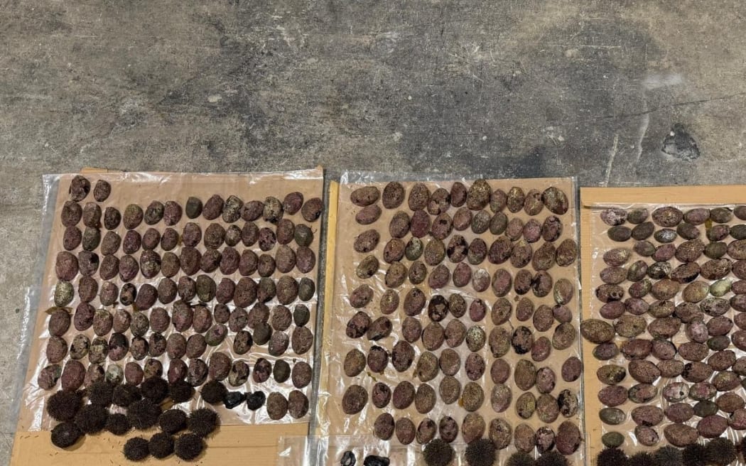 Taranaki fishery officers seized 338 pāua, 199 of which were undersized, from a closed area on Thursday night.