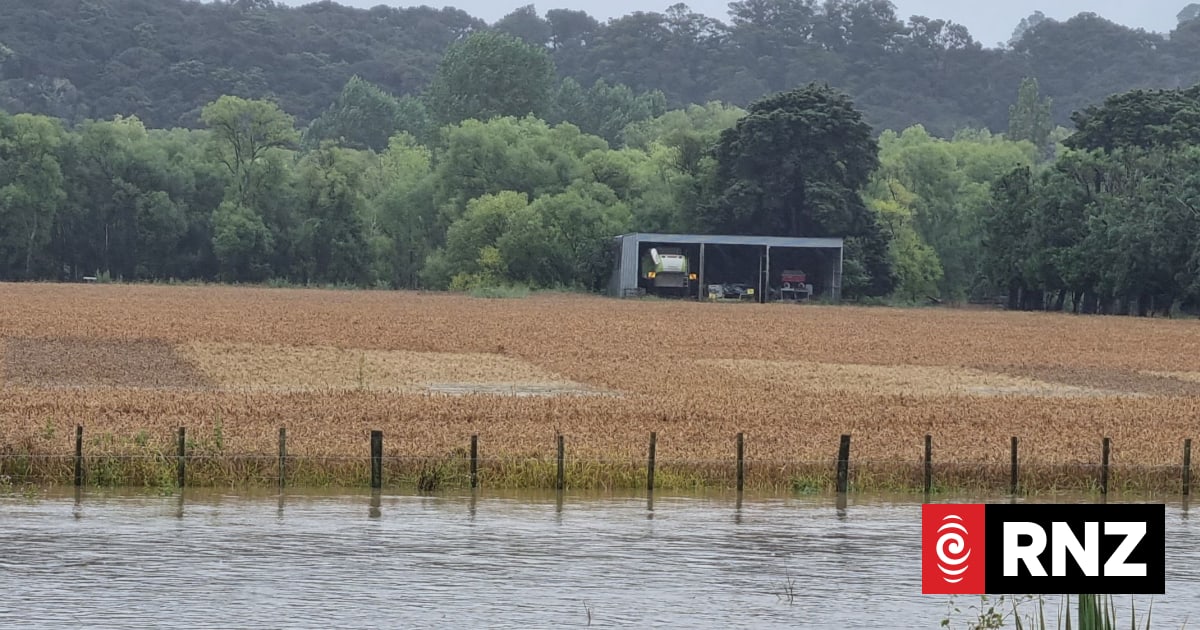 Farmers despair as cyclone, weeks of rain ruin arable crops | RNZ