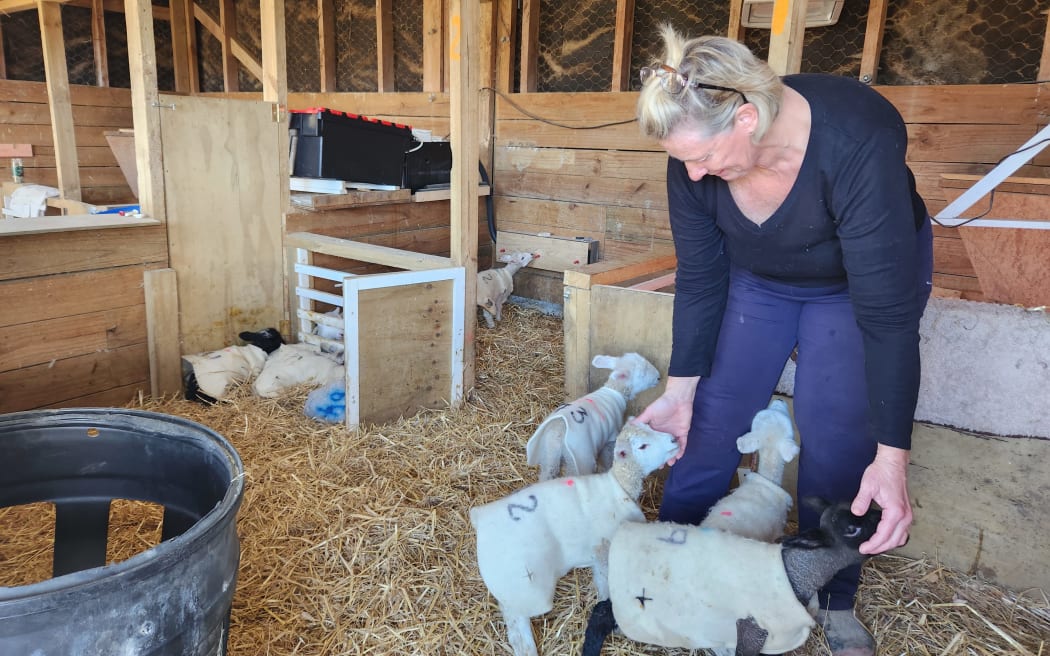 Jacqui's job caring for the lambs is 24/7 for four months of the year