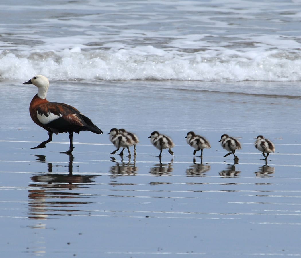 Pūtangitangi (Paradise Shelduck) and ducklings at Opunake Beach, New Zealand.
