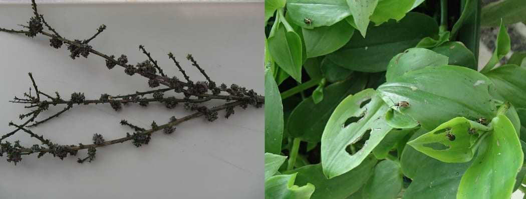 Broom gall mites and Tradescantia beetles