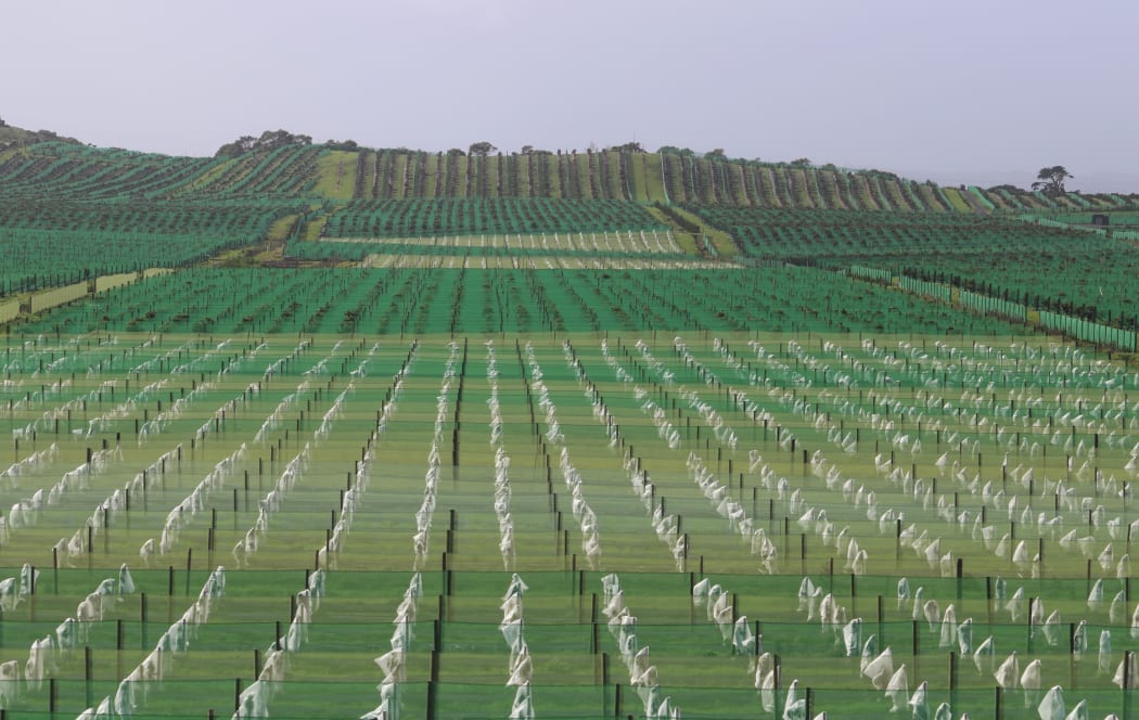 Avocado production is changing the face of Aupōuri Peninsula, its groundwater an essential key to controversial expansion.