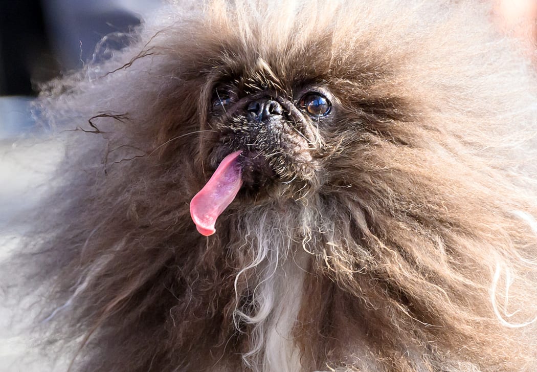 Wild Thang, a Pekingese dog, competes during the annual World's Ugliest Dog contest at the Sonoma-Marin Fair in Petaluma, California, on June 21, 2024. Wild Thang, a Pekingese dog who had already entered the competition four times, finally won the 34th annual World's Ugliest Dog competition and was awarded $5,000. (Photo by JOSH EDELSON / AFP)