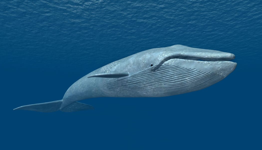 A blue whale