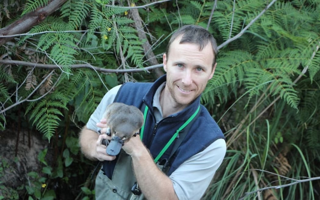 Australian wildlife ecologist Josh Griffiths says regular platypuses are difficult to spot.