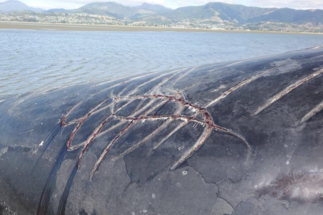 The carcass of the sperm whale that was spotted in Nelson's Tasman Bay yesterday was found washed ashore at Rabbit Island on December 30, 2016