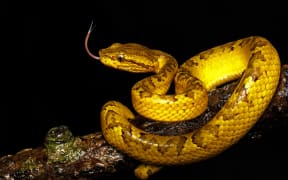 Researchers found that vipers like this Malabar Pit Viper were the fastest at biting.