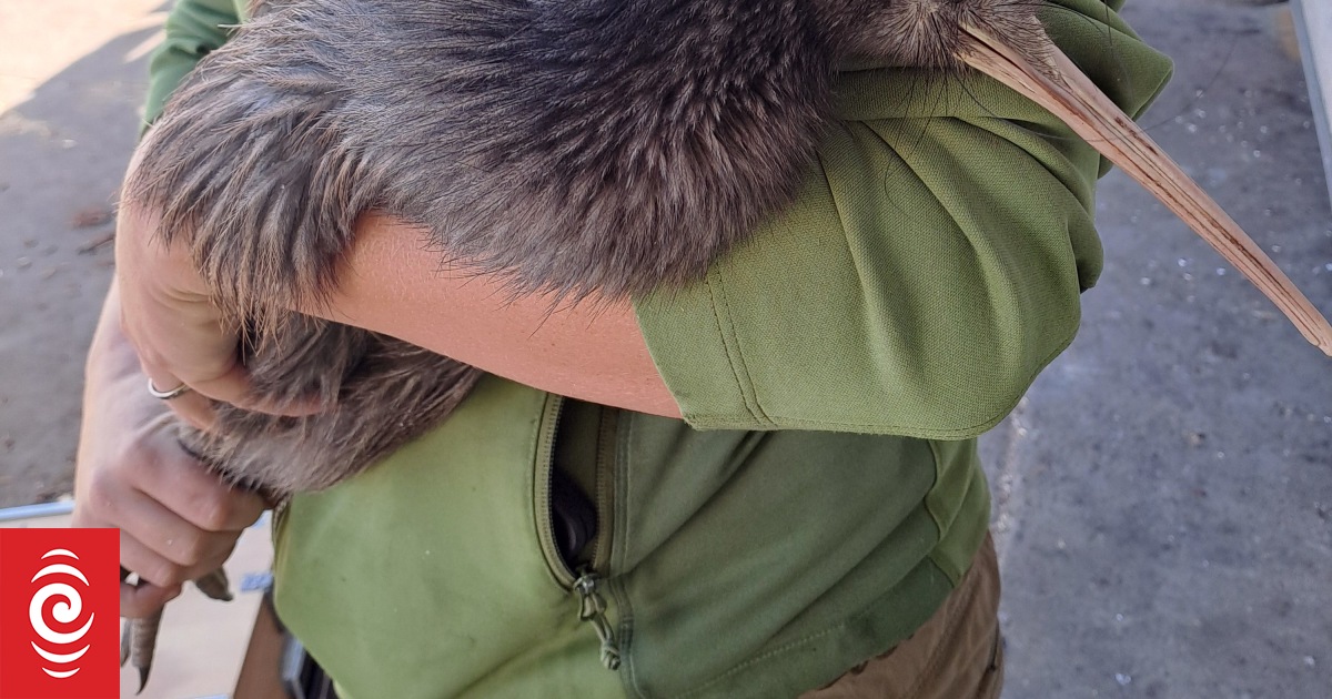 Dog training needed to help keep kiwi safe says conservation group