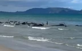 A pod of pilot whales have stranded on Ruakākā beach.
