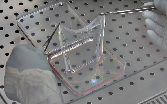 A sheet of the laboratory-grown, genetically modified skin.