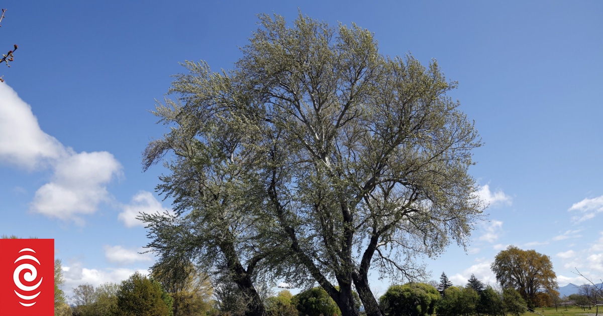 'Tomo' the tree x-ray helps council with chopping choices - Vimarsana News
