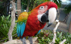 A close-up photo of a colourful parrot.
