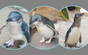 Penguin of the year candidates from left, Martin, Draco, Mo.