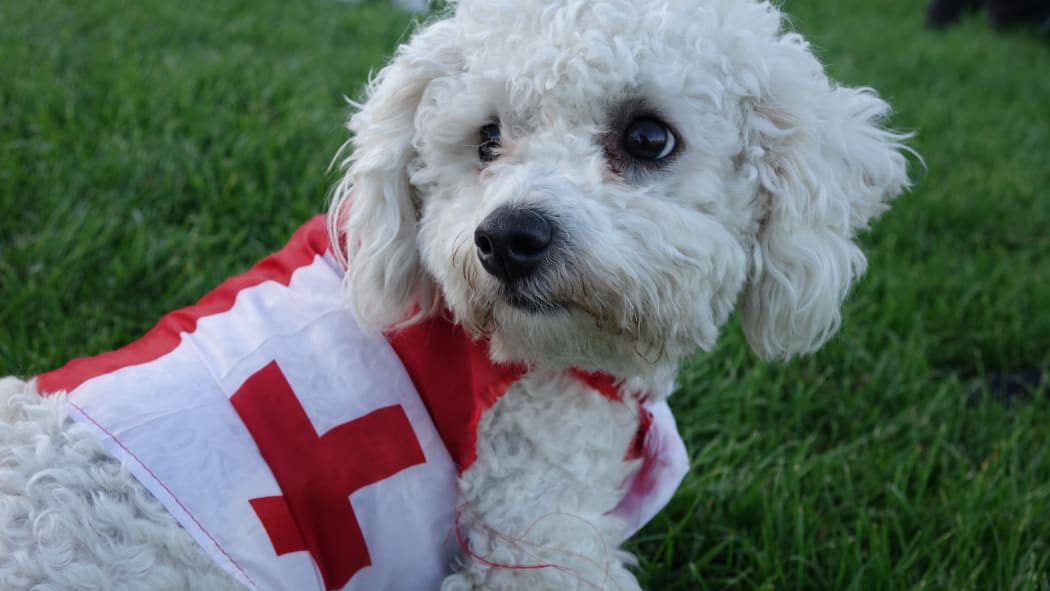 Even Buddy the dog is showing his support.