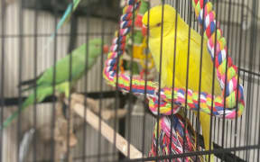 Indian ring-necked parakeets at Butterfly House