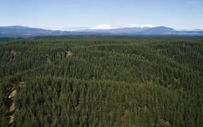 One of the five largest remaining Crown forest leases on Māori land is near Lake Taupo.