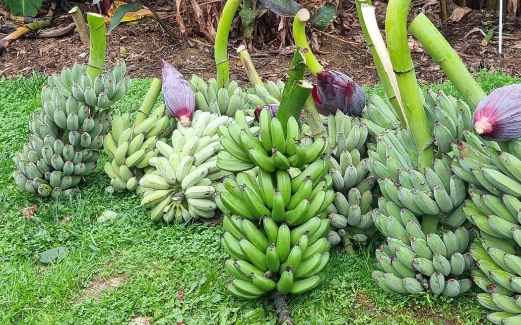 Tropical Fruit Growers of New Zealand chair Hugh Rose's banana harvest.