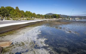 Lake weed near a Rotorua lake front development is creating a terrible smell.