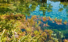 Pupu springs