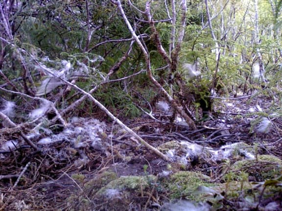 Mossy ground covered in feathers