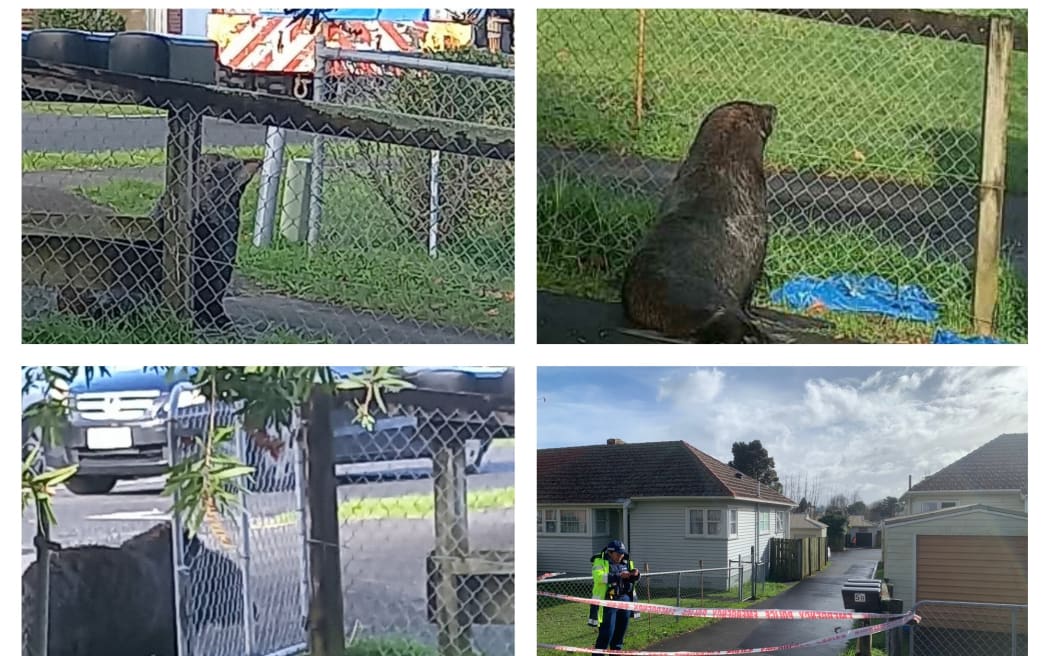 A seal made it's way through Papakura streets on 30 June, until police and DoC rangers caught up with it in Coles Crescent.