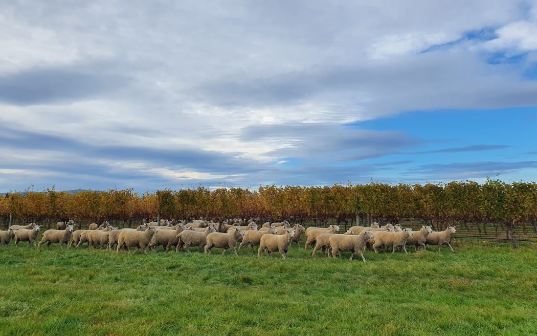 Sheep graze in a Wairarapa vineyard after harvest and before the winter pruning starts