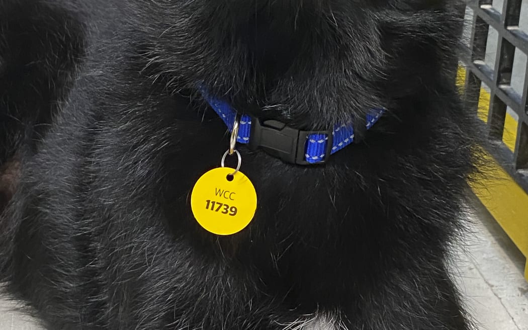A Wellington dog donning a new, longer lasting metal dog tag.