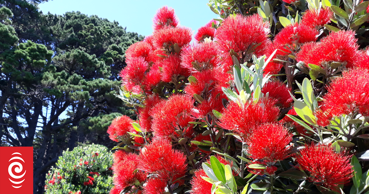 Are pōhutukawa trees flowering early this year? A botanist explains