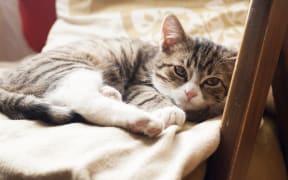 File photo of a cute cat - not the one injured in the motorway incident.