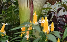 The corpse flower when it bloomed in 2013.