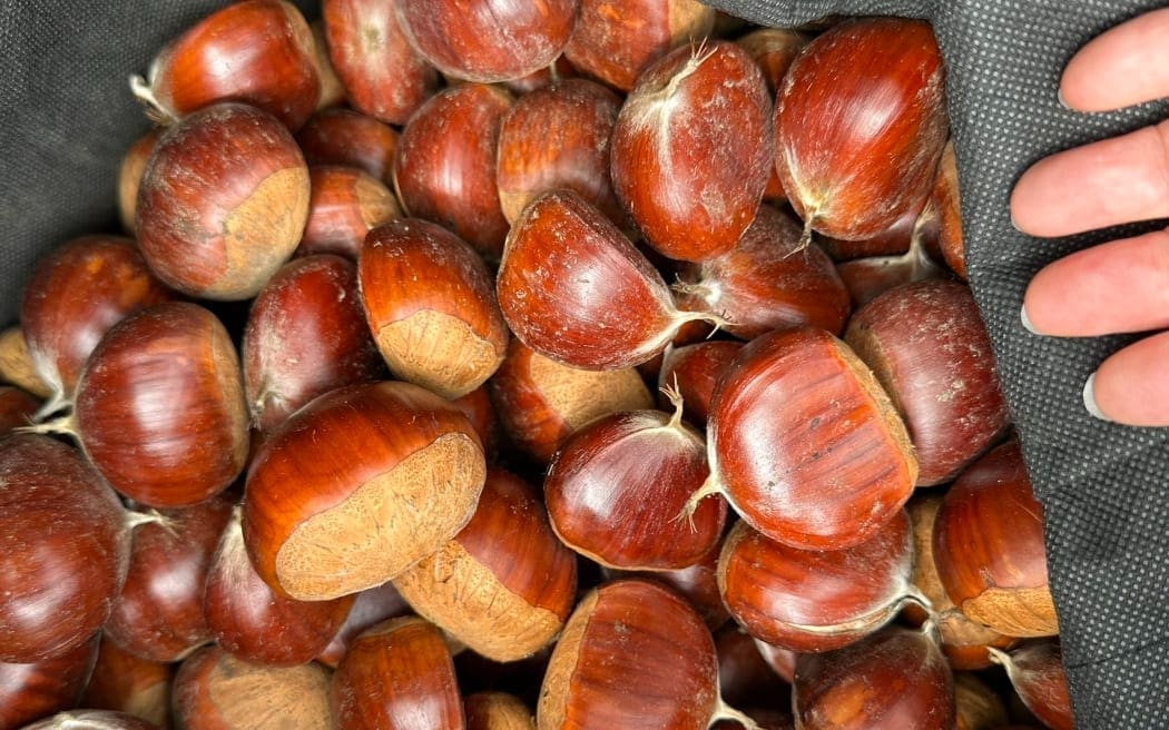 Chestnut PYO Farm in Auckland.