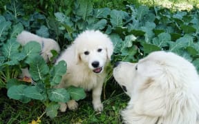 Wairarapa organic gardeners Josje Neerincx and Frank van Steensel say having Maremma sheepdogs on their farm have helped them save $1500 a month from damage to crops from pests like hares, possums and pūkeko.