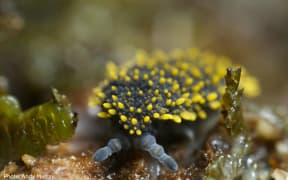 Holacanthella spinosa