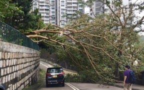 A tree in Hong Kong levelled by Typhoon Mangkhut