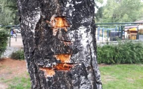 Vandalism to one of the town's birch trees.