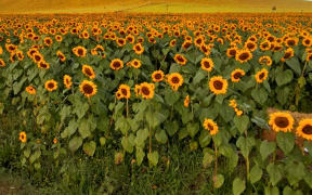 The Mangamaire Sunflower Field has been running for four years.
