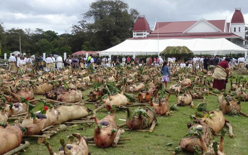Pigs for the Tongan King's coronation feast.