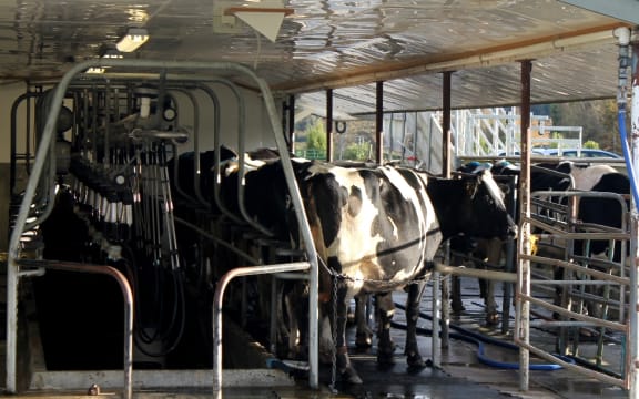 Milking in Golden Bay