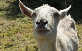 Rescued goat