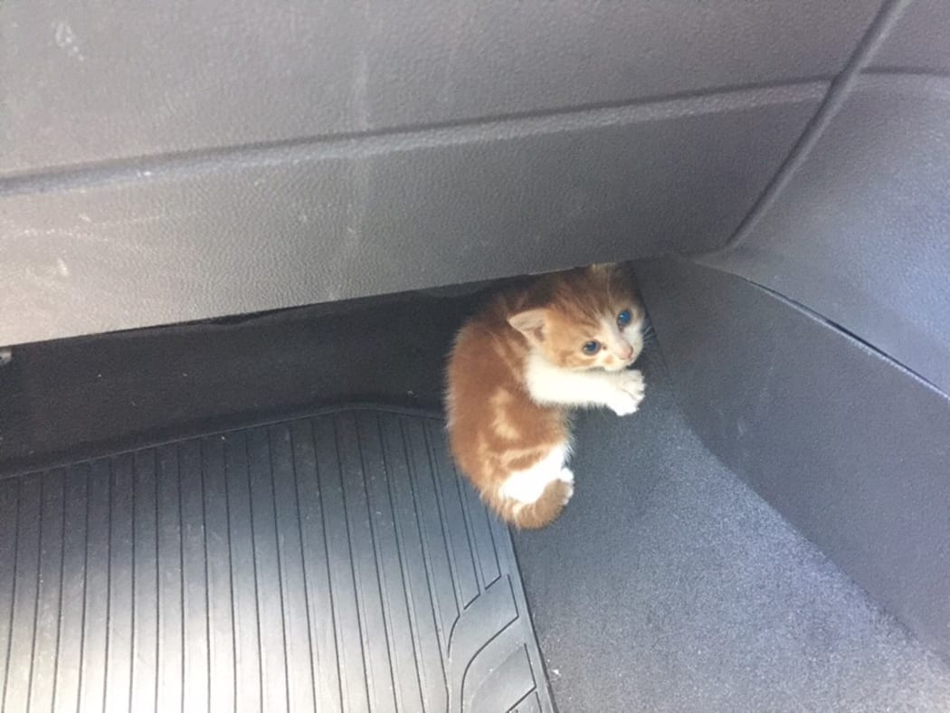 Maioro, the tiny kitten that caused a big disruption on an Auckland motorway.