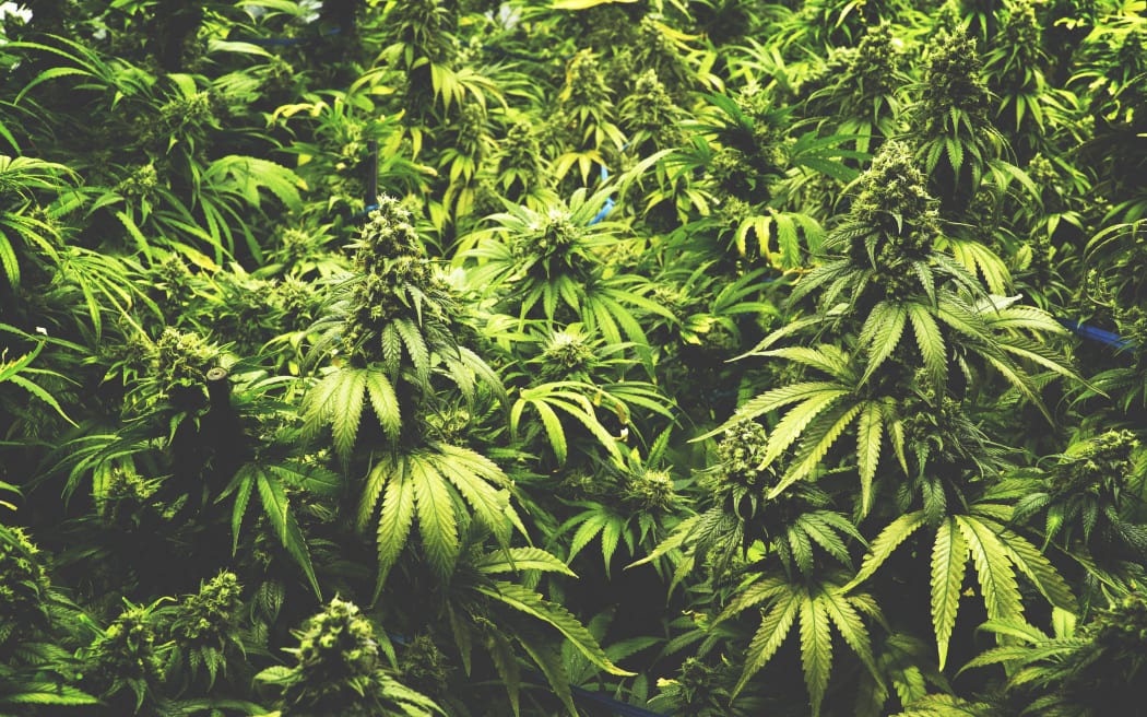 Cannabis plants growing.