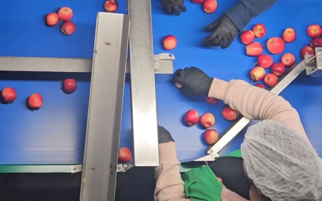 Apples being graded