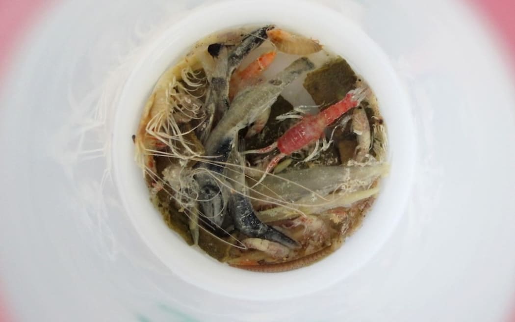 Material that is greater than one millimetre is filtered from the sediment traps.