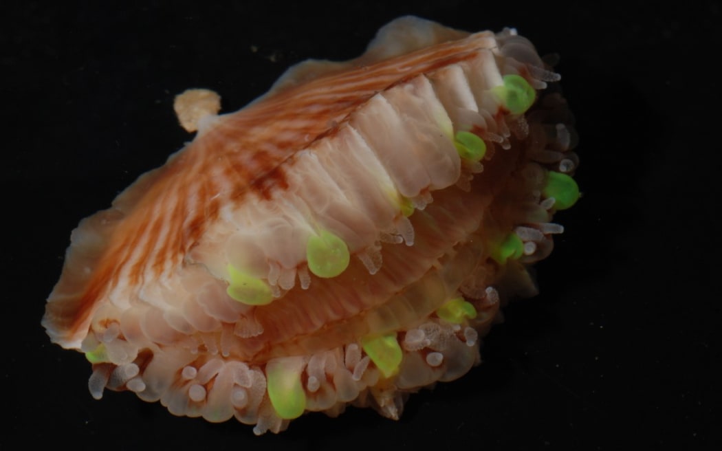 Flabellum (the dentures of the sea)