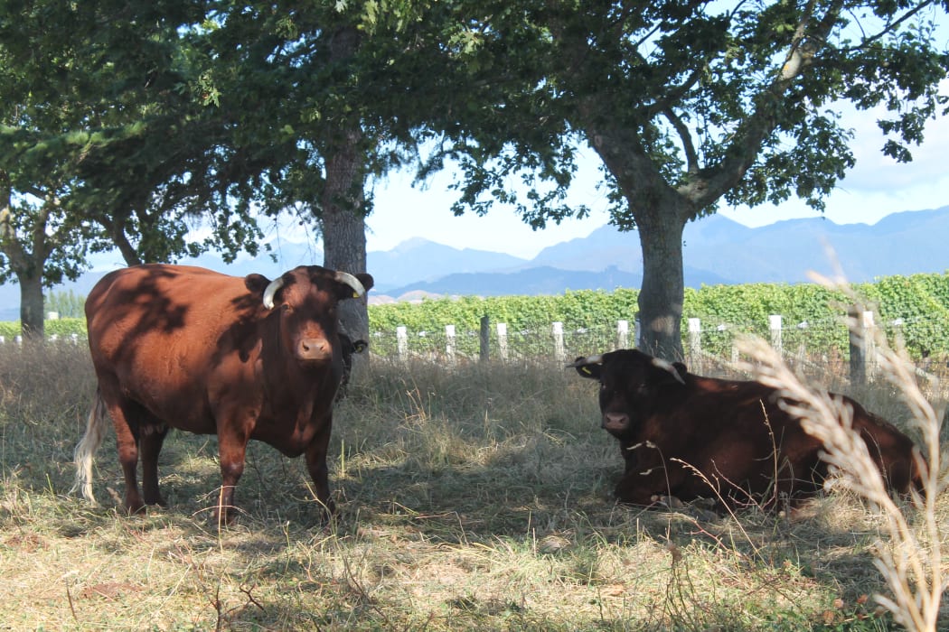 Te Whare Ra's small herd of cows - part of the "secret sauce" behind this organic vineyard in Marlborough.
