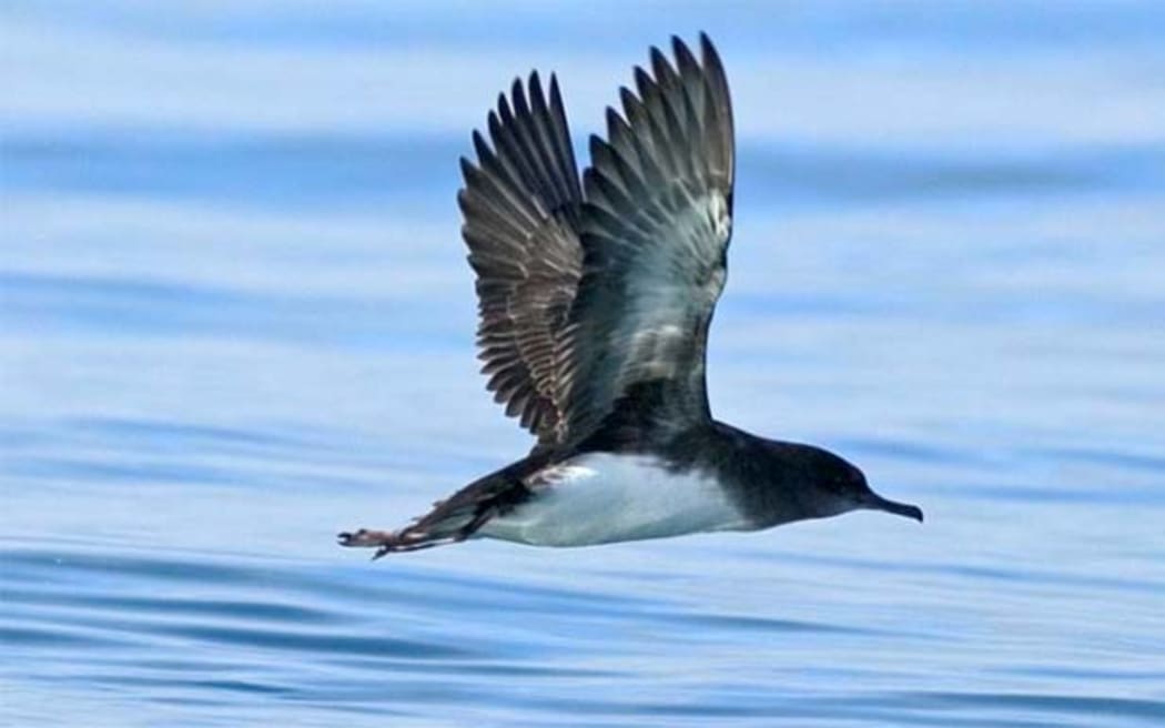 A Huttons shearwater bird takes flight.