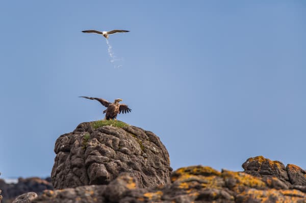 A gull dropping a bomb on a white-tailed eagle.