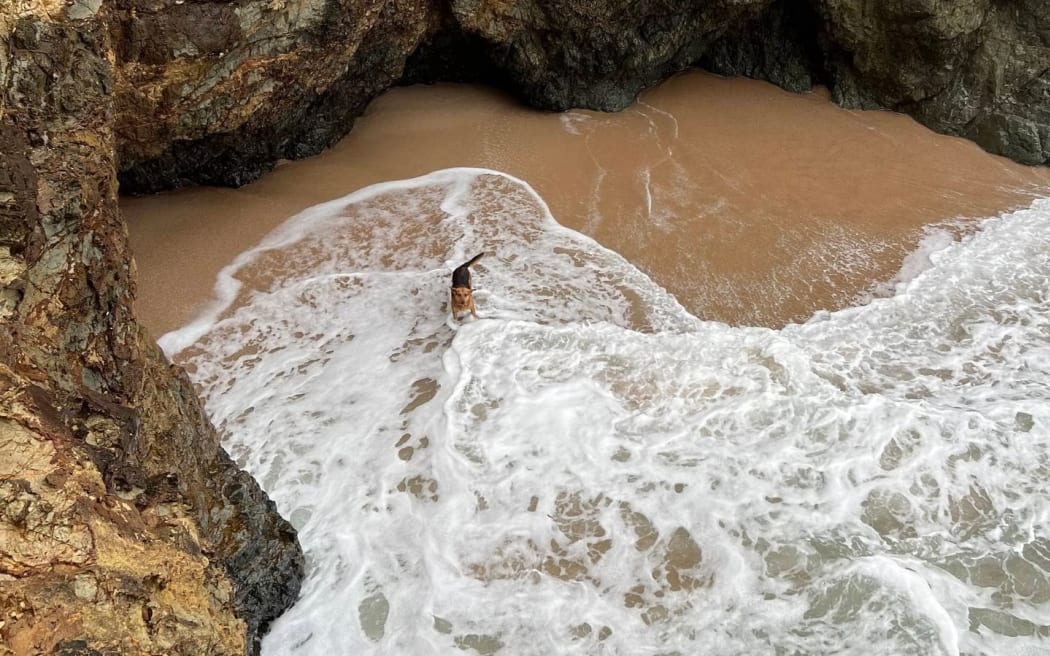 Raro the dog was trapped after tumbling about 6m from rocks at Ding Bay, near Northland's Langs Beach.