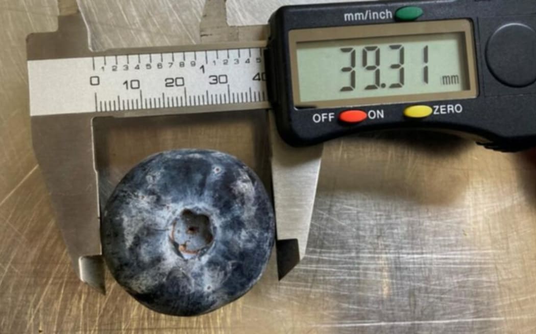 The Eterna is the world's largest variety of blueberry.