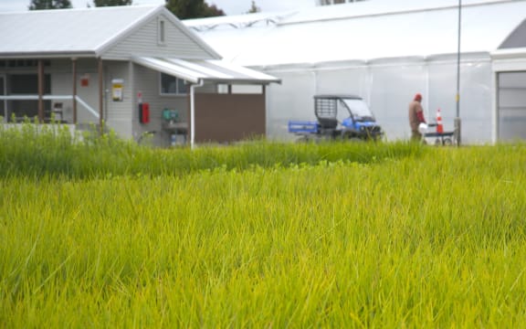 A nursery in Minginui.